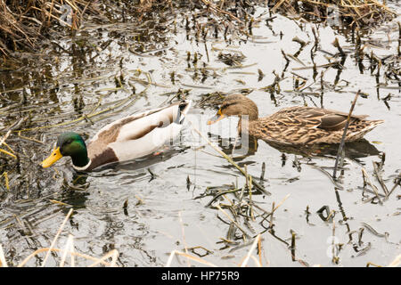 Un canard colvert mâle et femelle sur le marais. Banque D'Images