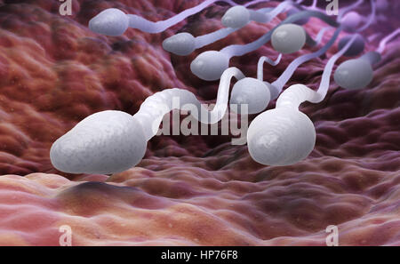 Les spermatozoïdes mâles. 3D illustration Banque D'Images