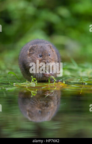 Le campagnol de l'eau (Arvicola terrestris) se nourrissant de végétation dans un étang, Kent, Angleterre, Royaume-Uni Banque D'Images