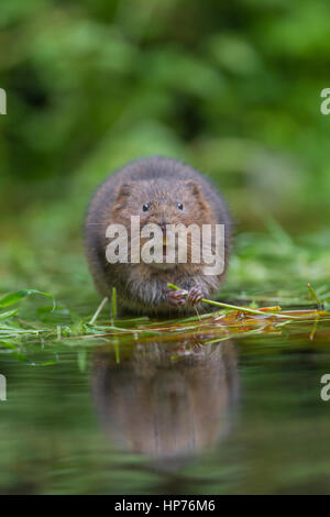 Le campagnol de l'eau (Arvicola terrestris) se nourrissant de végétation dans un étang, Kent, Angleterre, Royaume-Uni Banque D'Images