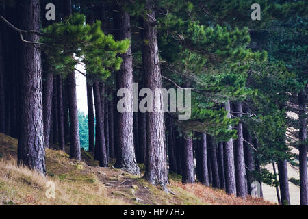 Ligne d'arbre réservoir Pierre Colombe Banque D'Images