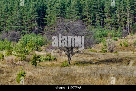 Vieux prunier sauvage seul arbre en face de la forêt dans la clairière, la montagne Vitosha, Bulgarie Banque D'Images