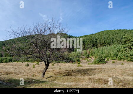 Vieux prunier sauvage seul arbre en face de la forêt dans la clairière, la montagne Vitosha, Bulgarie Banque D'Images