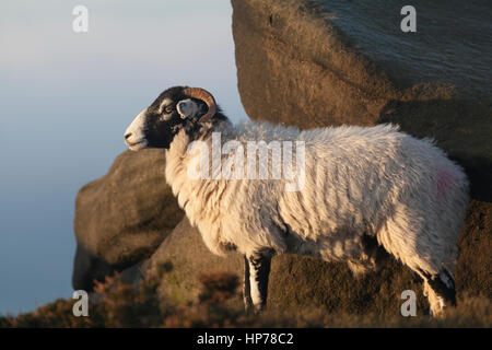 Une brebis Swaledale au lever du soleil, Peak District, Yorkshire, Royaume-Uni. Banque D'Images