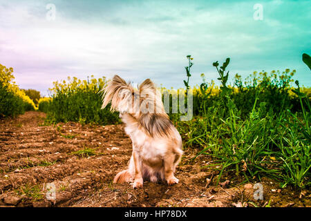Adorable chihuahua poil long assis dans un champ de graines de moutarde jaune Banque D'Images