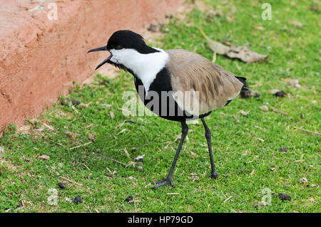 Pluvier (ou sociable Vanellus spinosus,). Cet oiseau vit dans les zones humides et des zones côtières en Afrique du Nord et la Méditerranée orientale reg Banque D'Images