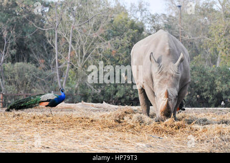 Close up d'un rhinocéros blanc du sud (Ceratotherium simum vue de l'avant avec un paon Banque D'Images