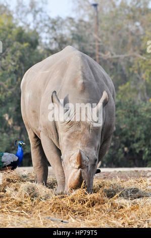 Close up d'un rhinocéros blanc du sud (Ceratotherium simum vue de l'avant avec un paon Banque D'Images