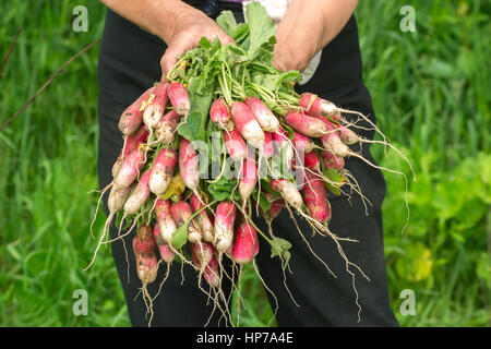 Le radis dans la main. Mains jardinier. Le travail et porté de mains. Les mains des agriculteurs avec des radis. Les légumes fraîchement cueillis. Les radis non lavés avec des hauts. Banque D'Images