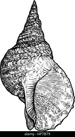 Trompette du triton shell, illustration, dessin, gravure, encre, réaliste Illustration de Vecteur
