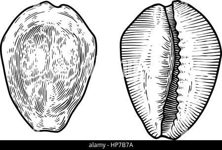 Argent cowrie shell illustration, dessin, gravure, encre, réaliste Illustration de Vecteur