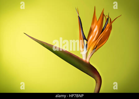 Bird of Paradise flower against colorful background Banque D'Images