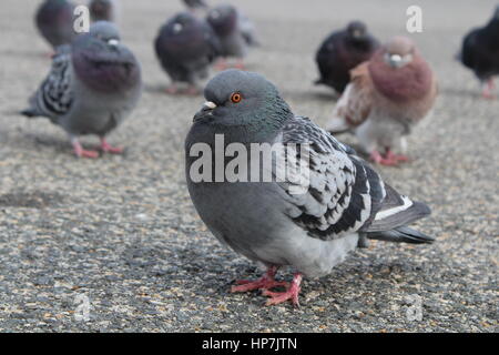 Bouchent les oiseaux Banque D'Images