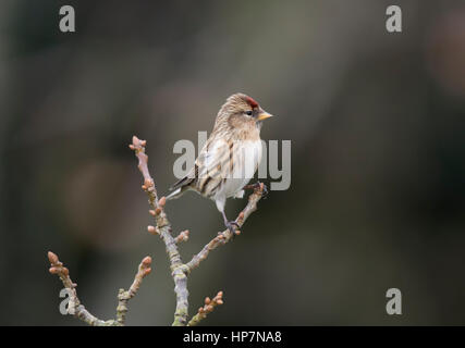 Sizerin blanchâtre sur une branche,hiver,Janvier 2017 Welsh Borders Banque D'Images