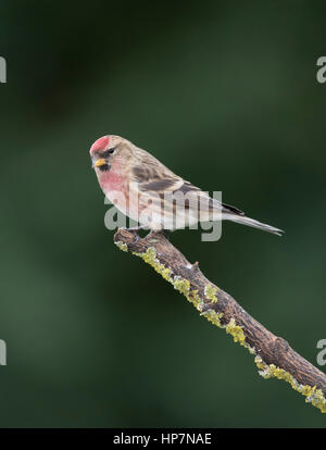 Sizerin flammé (Carduelis falammea) sur une branche,hiver,Janvier 2017 Banque D'Images