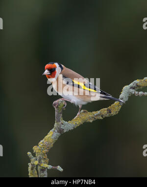 Chardonneret (Carduelis carduelis) sur une branche couverte de lichen dans Mid Wales,hiver,2017 Banque D'Images