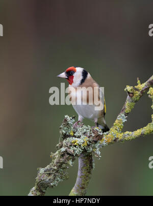 Chardonneret (Carduelis carduelis) sur une branche couverte de lichen dans Mid Wales,hiver,2017 Banque D'Images