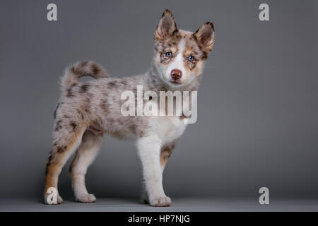 Full-body studio portrait of a blue-eyed Pomsky chiot à alertly à huis clos. Banque D'Images