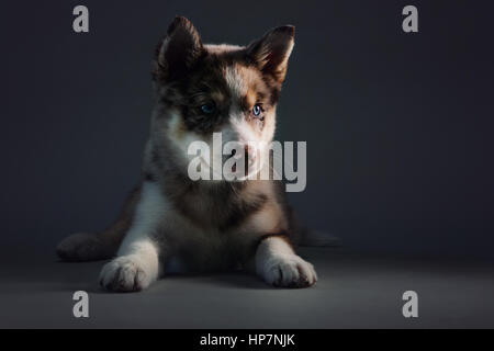 Full-body studio portrait of a blue-eyed Pomsky chiot à alertly à huis clos. Banque D'Images