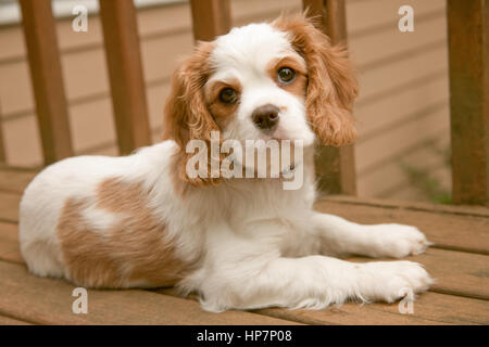 Portrait de Mandy, une femelle Cavalier King Charles Spaniel puppy, à 11 semaines, allongé sur le banc sur notre terrasse à Issaquah, WA Banque D'Images