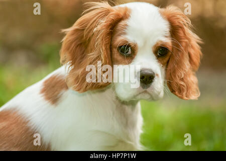 Cavalier King Charles Spaniel, Mandy, âgé de 4 mois, assis dans l'herbe la western Washington, USA Banque D'Images