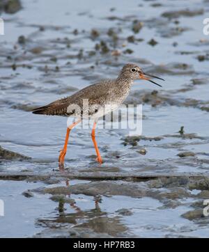 Vue latérale d'un portrait - Appel - Tringa totanus permanent d'oiseaux sur la boue ouvert à marée basse. Banque D'Images