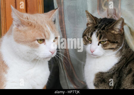 Portrait de deux chats à la fenêtre d'accueil. Animaux de compagnie, blanc beige/rouge et blanc gris chats. Italie. Europe. Banque D'Images