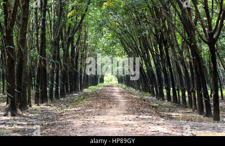 Arbre à caoutchouc para 'Plantation' Hevea brasiliensis , arbres convergent et chaussée donnant un effet d'ombre de la cathédrale, avec la lumière du soleil filtrée. Banque D'Images