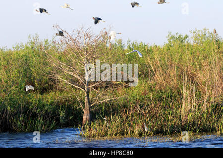 Les hérons et aigrettes volent au-dessus de la Caloosahatchee River en Floride Banque D'Images