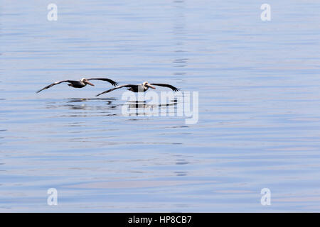 Le Pélican brun Pelecanus occidentalis, vol libre, au-dessus de l'eau en Floride Banque D'Images