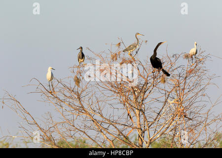 Aigrette neigeuse Egretta thula,,, Anhinga Anhinga anhinga, et l'Aigrette tricolore, Egretta tricolor, se percher sur un arbre sur la rivière Caloosahatchee en perle Banque D'Images