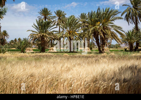 Alnif, Province de Tinghir, Maroc. La culture du blé, prêtes pour la récolte. Banque D'Images