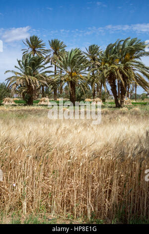 Alnif, Province de Tinghir, Maroc. La culture du blé, prêtes pour la récolte. Banque D'Images