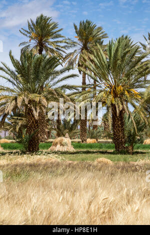 Alnif, Province de Tinghir, Maroc. La culture du blé, prêtes pour la récolte. Banque D'Images