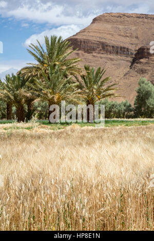 Alnif, Province de Tinghir, Maroc. La culture du blé, prêtes pour la récolte. Banque D'Images