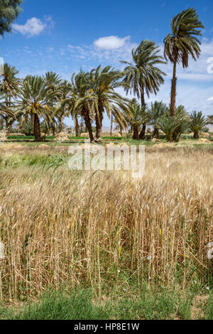 Alnif, Province de Tinghir, Maroc. La culture du blé, prêtes pour la récolte. Banque D'Images