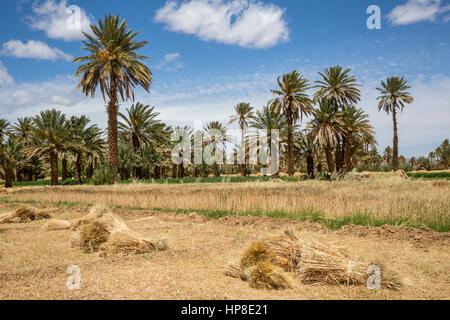 Alnif, Province de Tinghir, Maroc. Balles de blé récolté en attente d'être recueillis. Banque D'Images