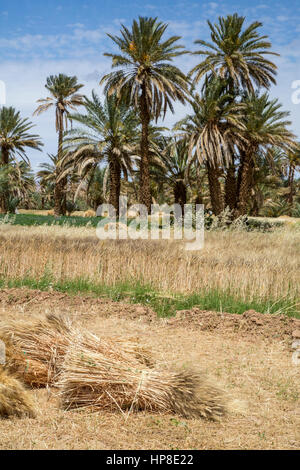 Alnif, Province de Tinghir, Maroc. Balles de blé récolté en attente d'être recueillis. Banque D'Images