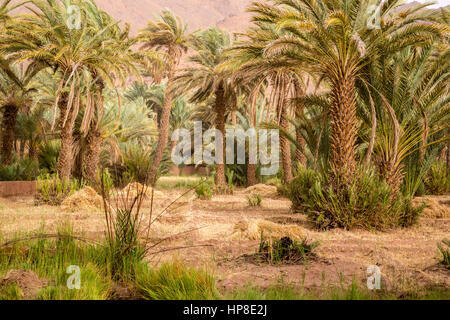 Zagora, Maroc. Les petites parcelles agricoles sous les palmiers dattiers. Banque D'Images