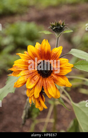 L'orange et le jaune tournesol nain peu Becka nom scientifique de l'Helianthus annuus. Banque D'Images