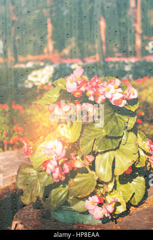 Fleurs roses dans le jardin avec des gouttelettes d'eau sur le verre. Banque D'Images