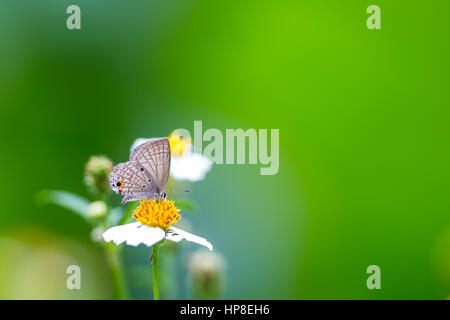 Cupid ordinaire sur l'alimentation et tout en fleur jaune Banque D'Images