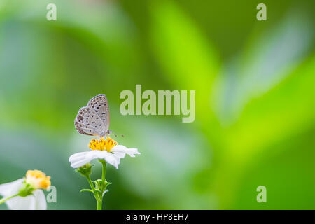 Cupid ordinaire sur l'alimentation et tout en fleur jaune Banque D'Images
