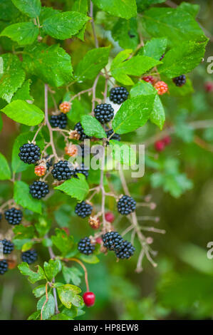 Bush à Blackberry prêt pour la cueillette de fruits. Banque D'Images