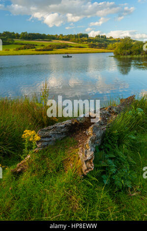 Arbre tombé sur le bord de l'Knapps Loch près de Kilmacolm avec un pêcheur dans une barque dans la distance. Banque D'Images