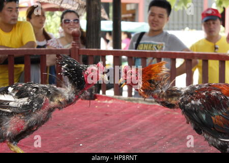 Shanghai, Shanghai, Chine. 16Th Jun 2017. Shanghai, Chine - 18 Février 2017 : (usage éditorial uniquement. Chine OUT) .un combat de coqs est tenue à Chenzhou Ville de Dubai, l'est de la Chine dans la province du Zhejiang, February 17th, 2017. Combat de coqs est un jeu populaire traditionnelle en Chine. Crédit : SIPA Asie/ZUMA/Alamy Fil Live News Banque D'Images