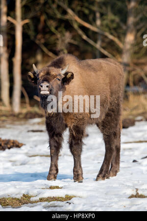 Le bison d'Europe calf, qui est né l'année dernière à Milovice, près de Benatky na Jizerou, République tchèque, à 56 kilomètres (31 milles) à l'Est de Prague, a été nommée Tula le Jeudi, Février 16, 2017. Dans une ancienne zone militaire les bisons inscrivez-vous un troupeau de chevaux sauvages et d'un groupe d'aurochs. Gros herbivores se nourrissent d'herbe et de contribuer à maintenir un environnement pour de rares espèces des prairies d'herbes et d'insectes. (CTK Photo/Vit Simanek) Banque D'Images