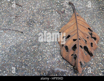 Une feuille est un organe d'une plante vasculaire et est le principal appendice latéral de la tige. Les feuilles et la tige de la tige. Banque D'Images