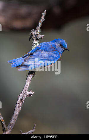 Western Bluebird perché sur branch Banque D'Images