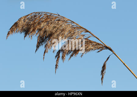 Tête de Reed Banque D'Images